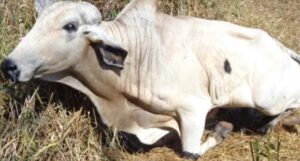 raiva-bovina-300x161 Indea confirma 22º caso de raiva bovina no ano em Mato Grosso